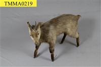 藏品(臺灣山羊)的圖片